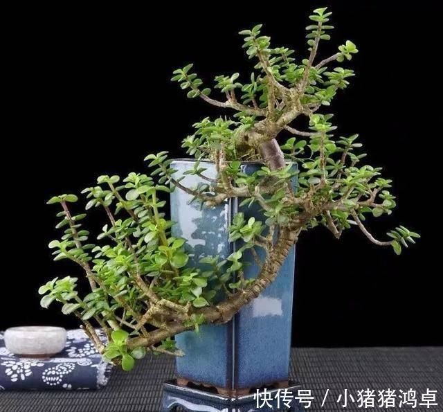 保平安|聪明人爱养这八种“守家树”,护宅吉祥保平安,养好了都是传家宝