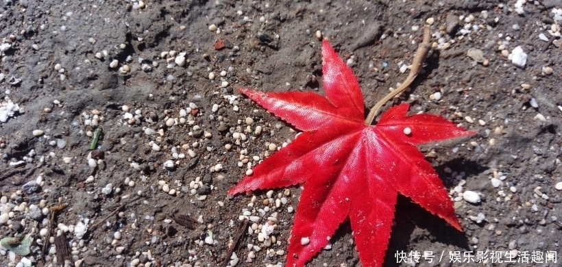 处女座|8月下旬开始,桃花运,就要来到身边,即将收获真爱的4大星座