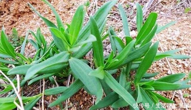 绿色|这菜就算吃过,也叫不出来名字,绿色纯天然,蒸包子最好吃了