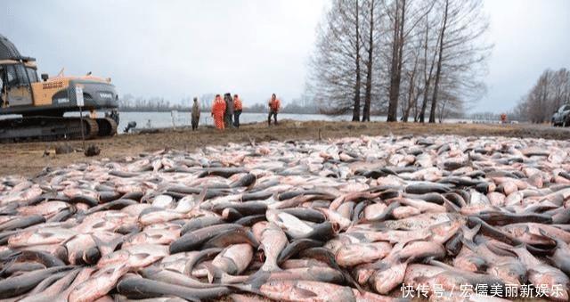 意外|美国亚洲鲤鱼泛滥,效仿中国查干湖冬捕方式,结果令人意外