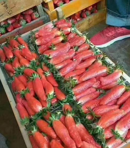 胡萝卜|我在超市买了一盒草莓,打开时以为是胡萝卜尝过之后,我买了两盒草莓