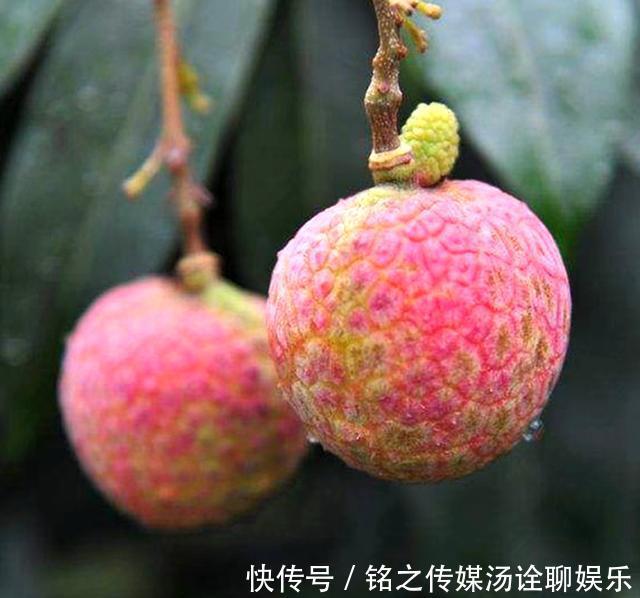 荔枝|19年前花55万拍下一颗天价荔枝,曾经的天价荔枝,如今怎样了?