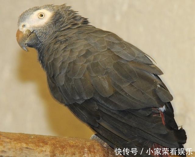 动物|提姆那灰鹦鹉在红树林里不受保护,随意捕捉,小孩养着玩