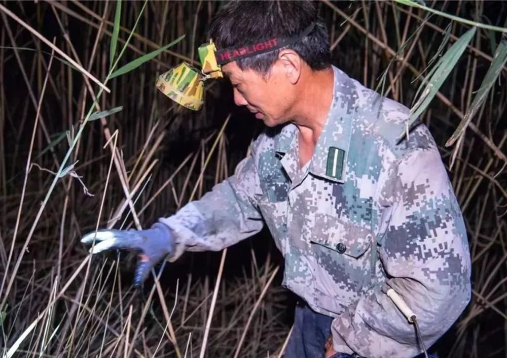 称为|芦苇地一种害虫,晚上打手电筒可捉上百斤,被称为“天下至鲜”