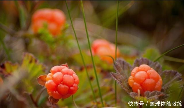 橙子|这种“野莓”不仅长得漂亮,维生素C还是橙子的3倍你见过吗