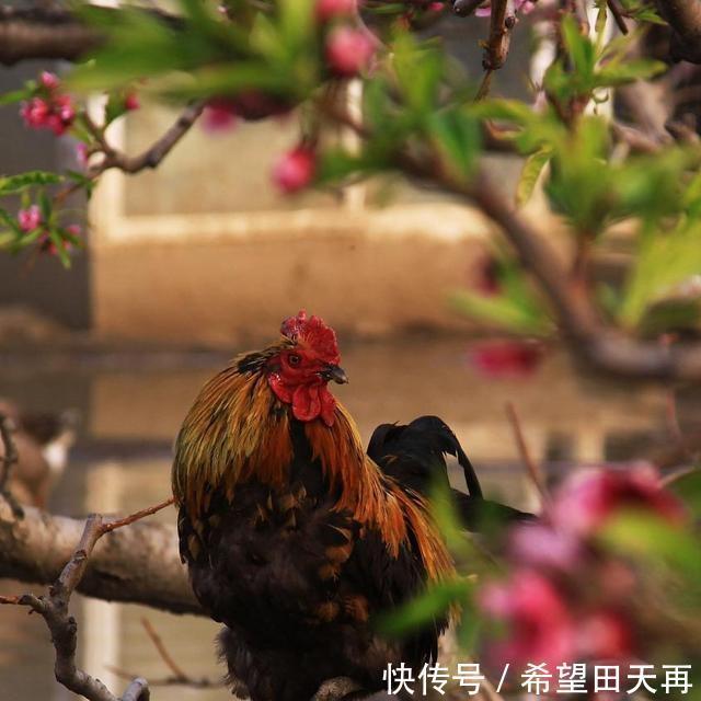 忽略不计|推荐三种马来西亚,至于其他的,可以忽略不计