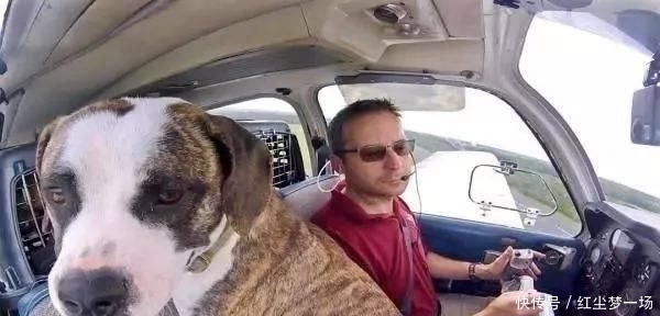 收容所|工程师贷款买飞机,2年来救助上千只毛孩,帮助它们逃离安乐死