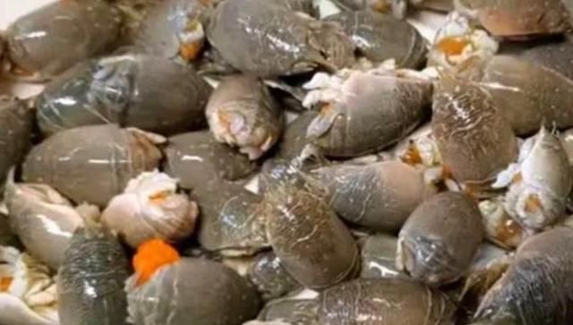 误认为|误认为是“虾”,花150块买了5斤回家,煮完一吃,老公说咱们赚了