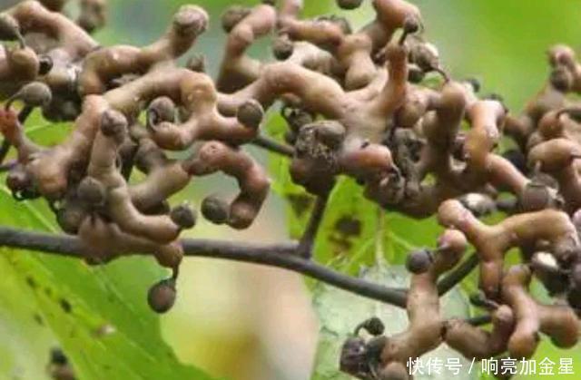 油茶树|农村这6种稀有野果,是80后的美味零食,现在却成了中草药