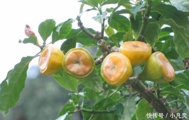 猕猴桃|它才是真正的“维C之王”,维C含量是猕猴桃的84倍,却少有人吃过