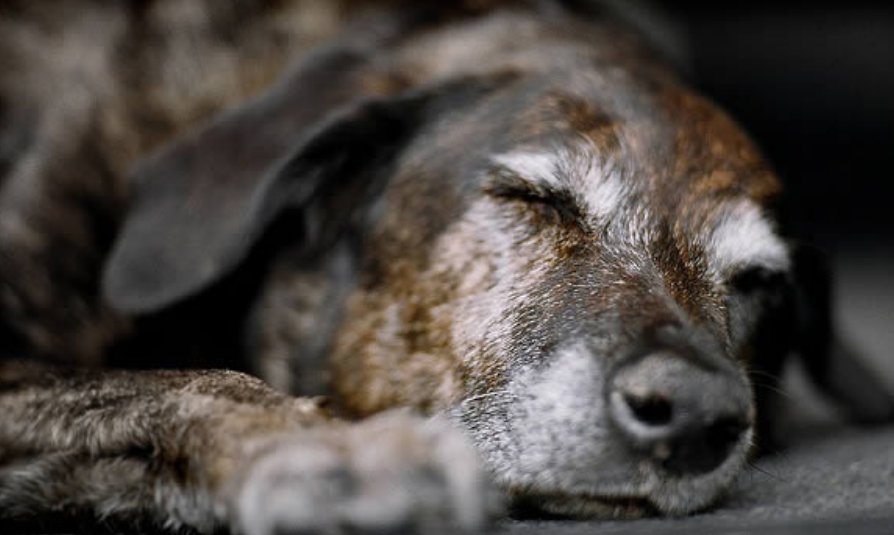 去世|寒心主人去世未久,18岁老狗被家人赶走,一张合照暖了众人心