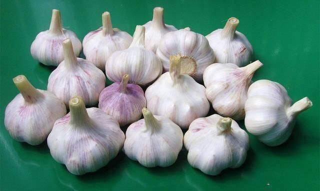把干燥|买回来的大蒜老是发芽菜农教我这招,存放一年都不会发芽了
