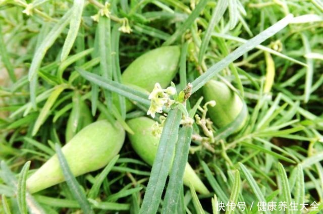 地梢瓜|它素有“钙王”之称,口感香脆美味,栽培前景广阔!