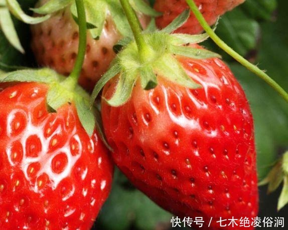 没想到|没想到最脏的水果是它!我们每天都在吃,草莓也上榜了!