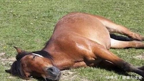  知识|马为什么白天黑夜都站着，睡着了也不躺下？看完算是涨知识了
