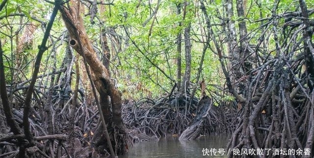  旅游|印尼民丹岛旅游，探秘原始红树林，游客：害怕又回味