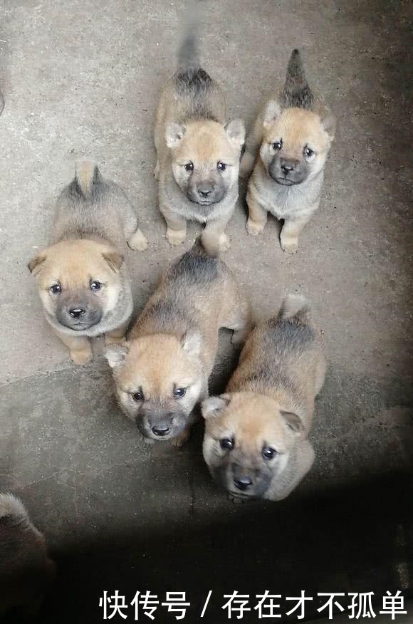 老妈|屋内传来狗狗的呼唤声,打开门后,小家伙们的眼神让老妈落了泪