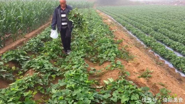 爽口|夏天这碱性蔬菜要多吃,钙是西红柿的8倍,清脆爽口,不懂可惜了