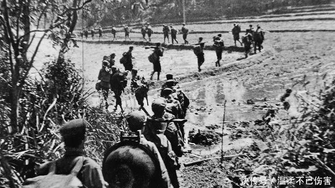  踩踏|撤离越南，工兵埋雷被水牛踩踏，枪扫水牛：要把地雷留给越军