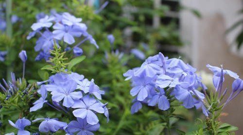 漂亮|2种漂亮花,现在养一盆正当时,7月开到10月,叶绿花繁