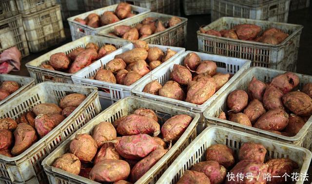 红薯的时|原来红薯的储存方法这么简单,放半年不变质不长芽,并且越放越甜