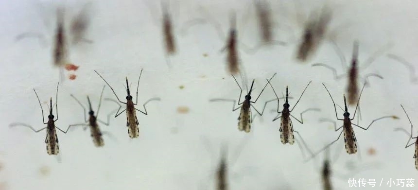 人类|跟蚊子大战数千年,人类终于要扳回一局了?