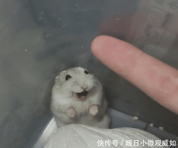 动作|主人常对仓鼠竖中指，两个月后再尝试，仓鼠一动作让主人笑喷