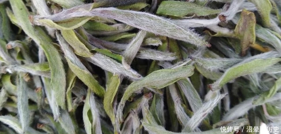 茶农|老茶农口中的“一旗一枪”指的是什么?看完才知晓,银针不仅是针
