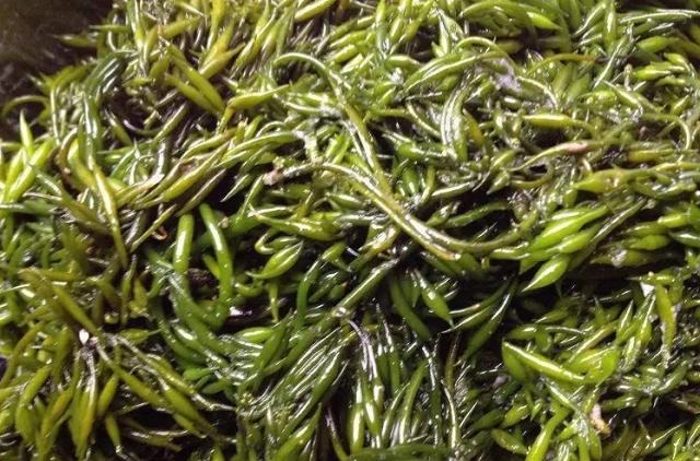 日本|日本人最爱吃的“长寿菜”,我国盛产却没人吃,营养比牛奶还高!