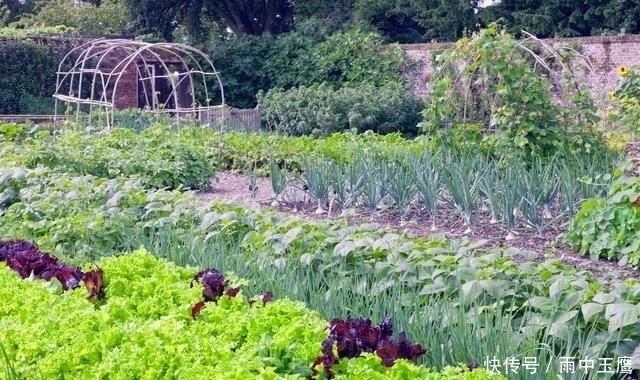  在家|在家种个菜都这么美，还要什么花园？