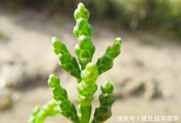  牛奶|它被外国人视为高端菜，含钙量是牛奶的5倍，国内种植却少有人吃