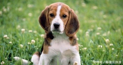 比格|关于比格犬你知道多少?怎么饲养比格犬?