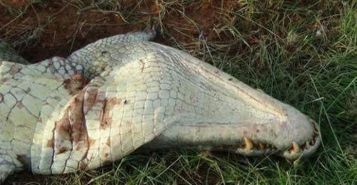  拍下|水中霸王的鳄鱼惨遭杀害，而游客拍下了凶手遇袭过程