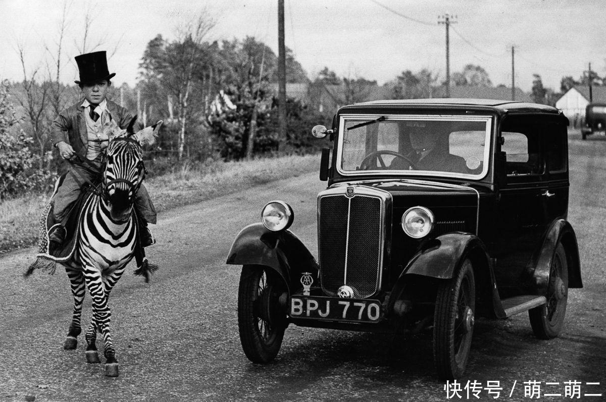 罗斯柴尔德|世界上多少烈马被驯服, 但斑马为什么难以驯化?