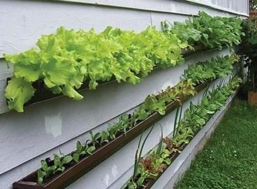 羡慕|13个“私家菜园”好吃又好看,网友直呼太羡慕了