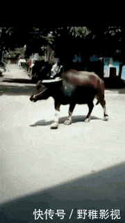 嫦娥|搞笑GIF:嫦娥姐姐是你吗?我是天蓬啊