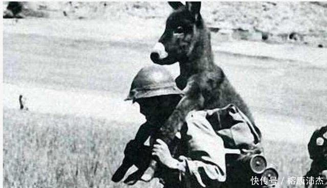 士兵|二战趣闻 这些士兵是来搞笑的吗