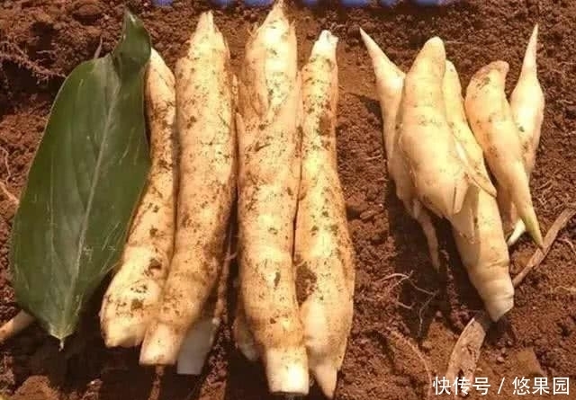 哄抢|70岁老奶奶路口卖“稀罕”小吃,2元一个被哄抢,买家:不多见