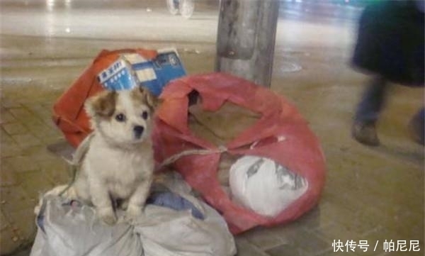 主人|流浪汉收养了一只快饿死的狗,狗痊愈后竟然如此报答主人