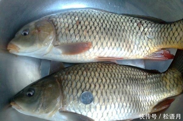 鲤鱼|鲤鱼在南方一文不值,几乎没人吃,白送也不要,你知道为什么吗?