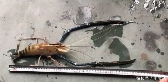 珠江|祸害”湄公河的巨虾来了珠江钓起“大虾”,一桶装不下