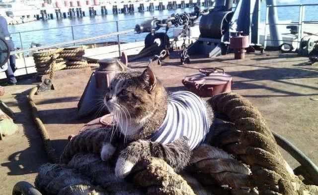 笨办法|航母上老鼠泛滥咋办？俄军养猫，美军用红外线，中国“笨办法”最有用