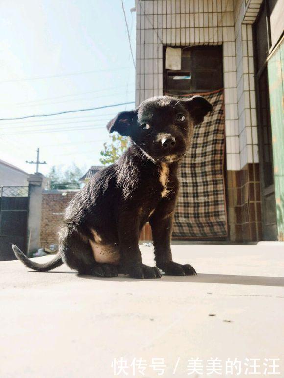 女孩|流浪狗眼巴巴的盯着女孩要吃的,邻居看到后:小土狗太掉价