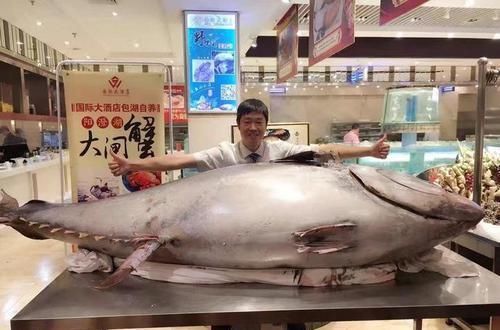 动物|日本人这种鱼比“黄金”还贵中国人天天能吃太令人眼红了