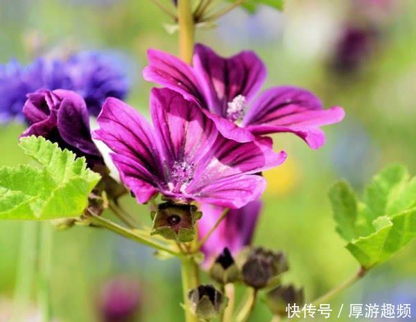 轻易|喜欢装傻的三大星座,就算拥有过人智商,也不会轻易显露出来!