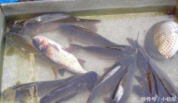 吃起来口感|菜市场最“坑”的3种鱼,很多人经常买,鱼贩子:我们都不吃