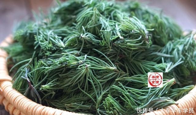  海边|海边这野菜5月最嫩，用来包包子，皮软馅儿鲜，一上桌被抢光