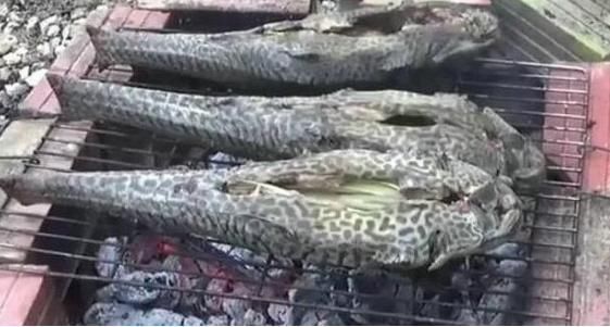 中国|这种入侵生物,连中国吃货都“难以下口”,却被印度人吃到快灭绝