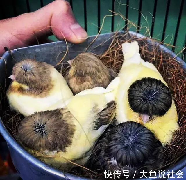  认知|男子参观朋友养的鸟，却发现鸟顶着一头假发，随后刷新了认知