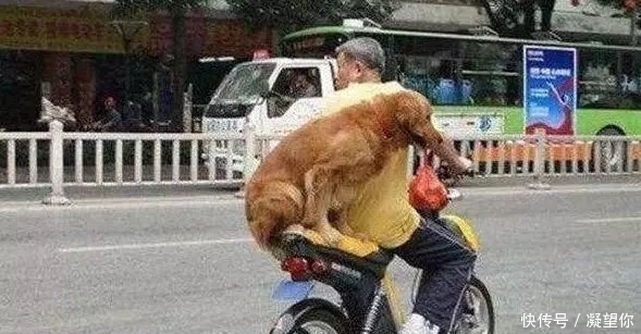 奶奶|老农从狗肉店救下了一只金毛犬,此后的金毛这样报恩